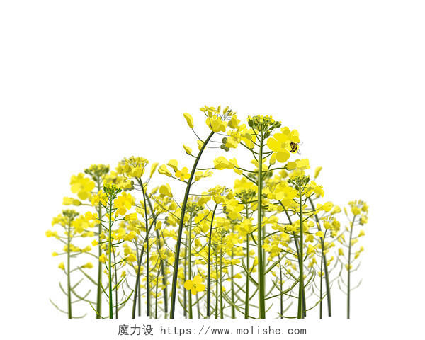 春天油菜花一簇油菜花蜜蜂手绘金黄色油菜花png素材春天油菜花春天的花朵春天的花